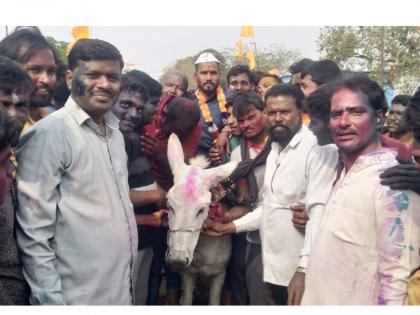 150 years of unique tradition in Beed district; The villagers of Vida took out a donkey procession to honor of Son in law on Dhulivandan | Video: १५० वर्षांची अनोखी परंपरा; धुलीवंदनानिमित्त मानाच्या जावयाची काढली गाढवावरून मिरवणूक