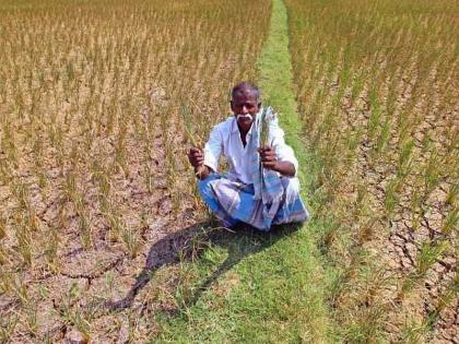 3% to 'Waterlogged', failing crop insurance; The commodity needs double prices | लोकमत सर्वेक्षण : ‘जलयुक्त’ला ८० टक्के, पीक विम्यात नापास; शेतमालाला दुप्पट भाव हवेतच