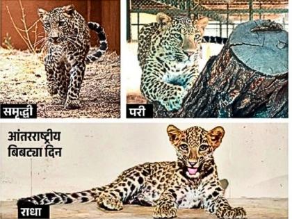 Radha and Samruddhi smiled at Pari; the three of them formed a bond. | Leopard in Marathi: परीकडे बघून राधा अन् समृद्धी हसली; तिघींची गट्टी जमली Radha and Samruddhi smiled at Pari; the three of them formed a bond. | Leopard in Marathi: परीकडे बघून राधा अन् समृद्धी हसली; तिघींची गट्टी जमली