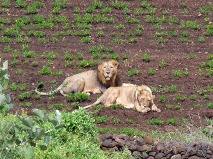 A pair of lions from Gujarat will enter the Sanjay Gandhi National Park in Mumbai by the end of November. | मुंबईत गर्जना घुमणार; गुजरातहून सिंहांची जोडी 'नॅशनल पार्क'मध्ये येणार