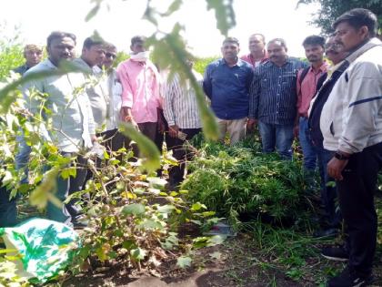 46 thousand rupee ganja plants seized from Lingi Shiwar; Hatta police action | लिंगी शिवारातून ४६ हजारांची गांजाची झाडे जप्त; हट्टा पोलिसांची कारवाई