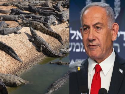 Israeli army shot and killed hundreds of crocodiles; why? | इस्रायली सैन्याने शेकडो मगरींना गोळ्या घालून मारले; कारण काय..? Israeli army shot and killed hundreds of crocodiles; why? | इस्रायली सैन्याने शेकडो मगरींना गोळ्या घालून मारले; कारण काय..?