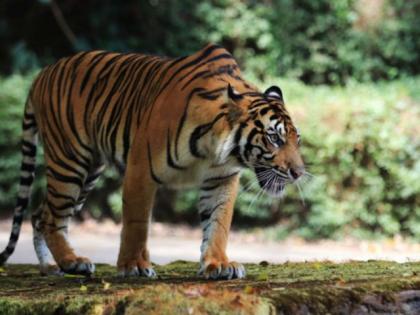 Woman killed in tiger attack in Yavatmal district | यवतमाळ जिल्ह्यात वाघाच्या हल्ल्यात महिला ठार