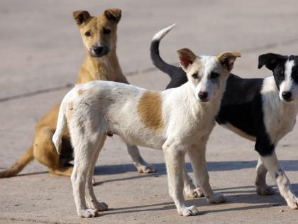 Waiting for Rs 16 crore for neutering of dogs even after nine months | नऊ महिन्यांनंतरही कुत्र्यांच्या नसबंदीच्या १६ कोटींची प्रतीक्षाच