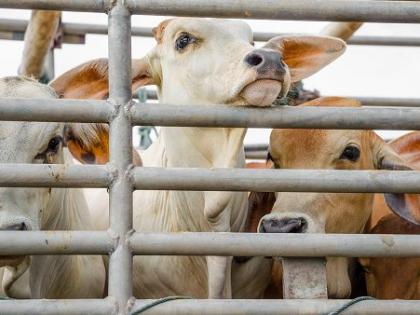 The driver leaving the container with the dead animals | मृत जनावरे कोंबलेला कंटनेर सोडून चालकाचा पोबारा; दुर्गंधी सुटल्याने प्रकरणाचा उलगडा