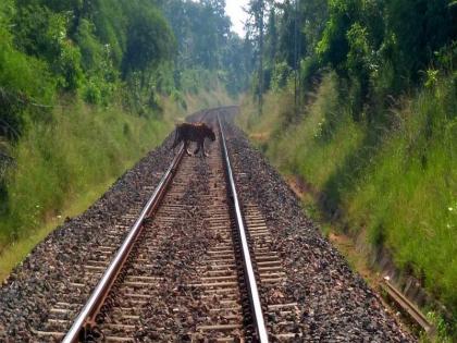 From WastaSwap to Tiger: It's not just a video, but it's the rail of Itarsi-Bhopal | व्हॉटस्अ‍ॅपवरून वाघ कसार्‍यात : तो व्हिडीओ कसार्‍यामधील नव्हे तर इटारसी-भोपाळच्या रेल्वे मार्गाचा