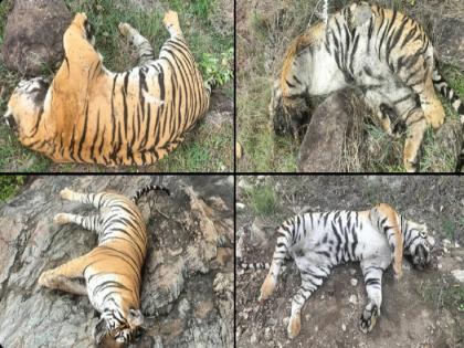 Karnataka News: 5 tigers die in Karnataka's MM Hills Sanctuary; Poisoning suspected | कर्नाटकात वाघीण अन् तिच्या ४ बछड्यांचा दुर्दैवी मृत्यू; विष देऊन मारल्याला संशय Karnataka News: 5 tigers die in Karnataka's MM Hills Sanctuary; Poisoning suspected | कर्नाटकात वाघीण अन् तिच्या ४ बछड्यांचा दुर्दैवी मृत्यू; विष देऊन मारल्याला संशय