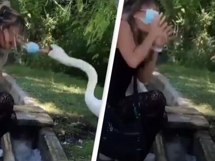 Woman was taught how to wear a face mask properly by an irate swan viral video | Video : मास्क न घातला हंसाजवळ गेली अन् हंसाने रागात 'या' महिलेसोबत केलं असं काही...