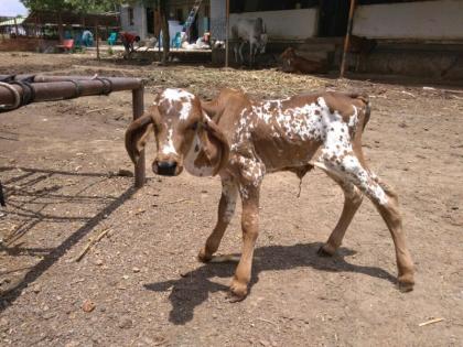 IVF technology led to the birth of Vijay, nor was the birth of the second milk revolution | आयव्हीएफ तंत्रज्ञानामुळे झाला विजयचा जन्म, नव्हे दुसऱ्या दुग्धक्रांतीचाच जन्म