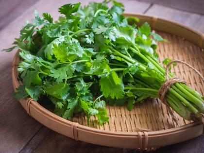 know about coriander health and skin benefit | कोथिंबिरीचा वापर करा अन् अपचन,एक्ने, हेअर फॉलच्या समस्यांपासून मिळवा सुटका!