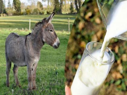 Sindewahikar is paying 100 rupees for a cup of donkey milk! | गाढविणीच्या दुधाला सोन्याचा भाव! कपभर दुधासाठी मोजावे लागताहेत इतके रुपये