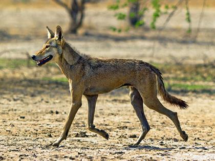 The wolf has come ... the village is scared, ten goats are slaughtered in Kalyane Hol in Jalgaon | लांडगा आला रे आला... गाव भयभीत, कल्याणे होळमध्ये दहा बकऱ्यांचा फडशा