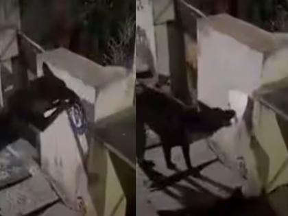 fir on dog for tearing the poster of chief minister jagan mohan reddy demand for arrest | मुख्यमंत्री जगन मोहन रेड्डी यांचे पोस्टर फाडल्याप्रकरणी कुत्र्यावर FIR, अटकेची मागणी