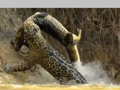 crocodile hunting by jaguar in river; the exciting video goes viral... | 'पाण्यात राहून मगरीशी वैर..!' जग्वारने म्हणीचा अर्थच बदलला; पाहा थरारक व्हिडिओ...