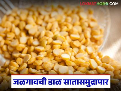 Latest news Jalgaon pulses reach 35 countries including America, England, Europe, four thousand tons exported every month | अमेरिका, इंग्लंड, युरोपसह 35 देशांमध्ये जळगावची डाळ पोहचली, दरमहा चार हजार टन निर्यात Latest news Jalgaon pulses reach 35 countries including America, England, Europe, four thousand tons exported every month | अमेरिका, इंग्लंड, युरोपसह 35 देशांमध्ये जळगावची डाळ पोहचली, दरमहा चार हजार टन निर्यात