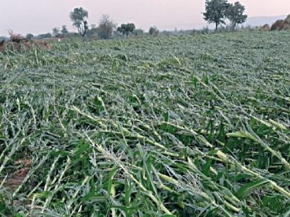  Jalgaon hit; Banana, rabbi crop groundnut with maize | जळगावलाही फटका; केळी, मक्यासह रब्बी पीक भुईसपाट