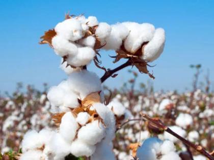 Cotton purchase starts on the occasion of Ganesh Chaturdashi | गणेश चतुर्दशीच्या मुहूर्तावर कापूस खरेदीस प्रारंभ