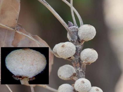 Rare Ficus Lacor plant recorded for the first time in Maharashtra, success of botanists Dr. Tanveer Khan and Revan Chaudhary | महाराष्ट्रात प्रथमच दुर्मीळ फायकस लेकॉर वनस्पतीची नोंद, वनस्पती अभ्यासक डॉ.तन्वीर खान व रेवन चौधरी यांचे यश