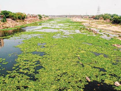 Finding the solution for the hyacinth! | जलकुंभीवर तोडगाच सापडेना!