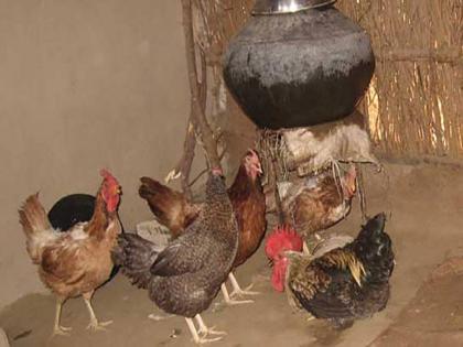 The 'chicken' of Satpura will go to Sai Baba's darshan! | सातपुड्यातील ‘कोंबडी’ जाणार साईबाबांच्या दर्शनाला!