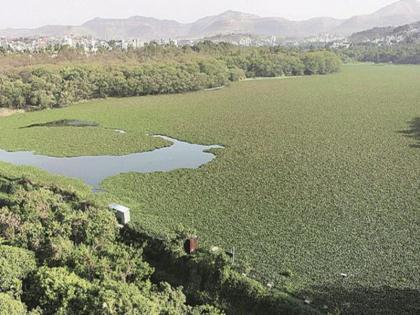 search unsuccessful of a dead body in Pavna river | नदीत बुडालेल्या तरुणाच्या शोधकार्यात जलपर्णीचा अडथळा