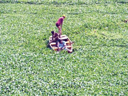 Don't kill the waterfowl, use it! 'Mutha' covered with water leaf in Kharadi | Pune: जलपर्णीला मारू नका, तिचा उपयोग करून घ्या! खराडीत जलपर्णीने झाकली ‘मुठा’