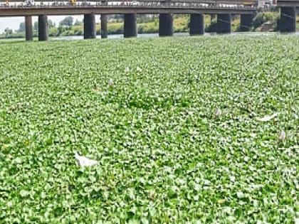 Spraying of poisonous drug on aquatic plants in Panchganga riverbed at Ichalkaranji in Kolhapur | रोगापेक्षा इलाज भयंकर, कोल्हापुरातील इचलकरंजीत जलपर्णीवर विषारी औषधाची फवारणी