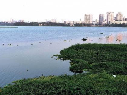 in mumbai due to bird nesting season powai lake work suspended till june 10  | पक्ष्यांच्या विणीच्या हंगामामुळे जलपर्णी काढणीला ‘ब्रेक’, पवई तलावातील काम १० जूनपर्यंत स्थगित 