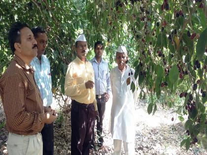 To preserve medicinal purple: Bhausaheb Ba-Haat | औषधी जांभळाचे जतन करावे : भाऊसाहेब ब-हाटे