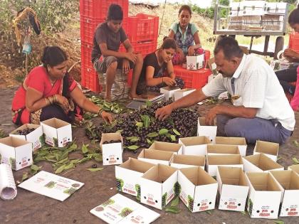 Purple sweets from Shrigonda to Punekar | श्रीगोंद्यातील जांभळाची पुणेकरांना गोडी