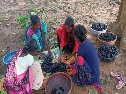 Korchi's Java Plum in the Vidarbha market | विदर्भाच्या बाजारपेठेत कोरचीच्या जांभळांची धूम; चवीसोबतच गुणवर्धक असल्याने वाढतेय मागणी