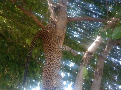 Leopard dies after getting stuck in a tree branch | झाडाच्या फांदीत पाय अडकून बिबट्याचा मृत्यू