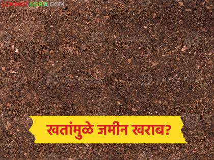 latest news Soil Fertility Problem: A big mistake in the production process? Soil texture is in danger due to chemical fertilizers. | Soil Fertility Problem : उत्पादनाच्या नादात मोठी चूक? रासायनिक खतांमुळे जमिनीचा पोत धोक्यात latest news Soil Fertility Problem: A big mistake in the production process? Soil texture is in danger due to chemical fertilizers. | Soil Fertility Problem : उत्पादनाच्या नादात मोठी चूक? रासायनिक खतांमुळे जमिनीचा पोत धोक्यात
