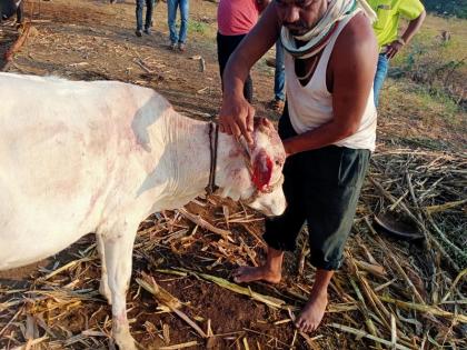 Bull injured in wildlife attack at Kusadgaon | कुसडगाव येथे वन्यप्राण्याचा हल्ल्यात बैल जखमी