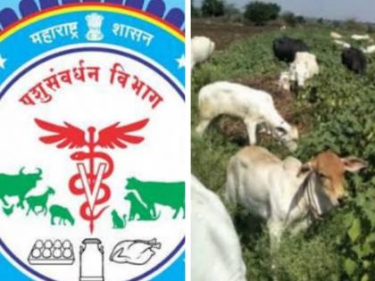 Six animals killed in Khed taluka; Then the Animal Husbandry Department woke up | खेड तालुक्यात सहा जनावरे दगावली; त्यानंतर पशुसंवर्धन विभागाला जाग आली