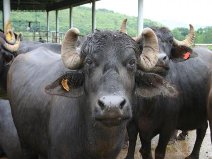 Animals infected with Lumpyskin disease, Animals may die if neglected | जनावरांना लम्पीस्कीन आजाराची लागण, 'ही' दिसतात लक्षणे; दुर्लक्ष केल्यास जनावरे दगावण्याची शक्यता