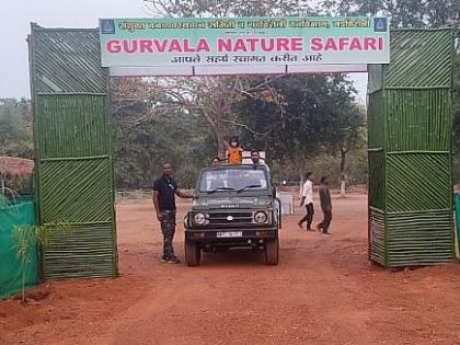 Now 'nature safari' in Gadchiroli too; A new attraction near Gurwala for forest tourists | आता गडचिरोलीतही 'निसर्ग सफारी'; वनपर्यटकांसाठी गुरवळाजवळ नवीन आकर्षण