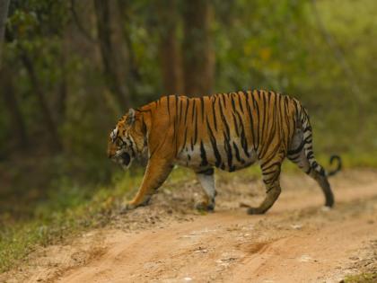 In the village near the tiger reserve, Khabarya army, 'alert' to prevent tiger poaching. | व्याघ्र प्रकल्पनजीकच्या गावामध्ये खबऱ्यांची फौज, वाघ शिकार रोखण्यासाठी 'अलर्ट'