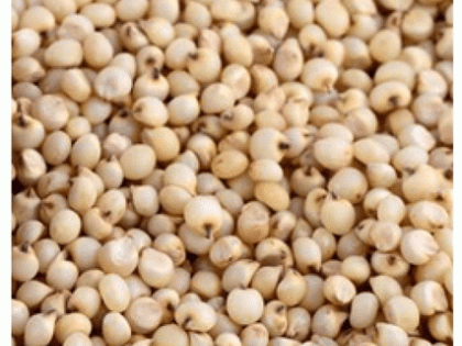 Maize and sorghum will also be available on ration now | आता रेशनवर मिळणार मका व ज्वारीही
