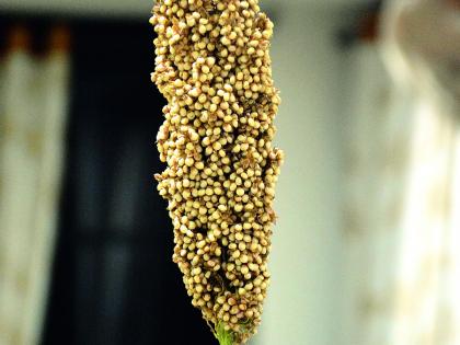 Revision of two varieties of sorghum done by Panduka | ज्वारीच्या दोन जातींचे पंदेकृविने केले संशोधन 