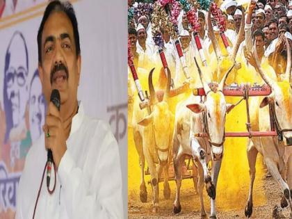 Maharashtra minister and state NCP chief Jayant Patil on Supreme Court granted permission Bullock cart racing | भिर्रर्रर्र! बैलगाडा शर्यतीसाठी सशर्त परवानगी, ही सर्वांसाठी आनंदाची बातमी - जयंत पाटील 