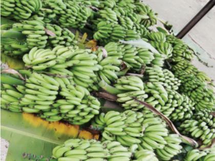 Despite the good yield, only bananas remained in the hands of the farmers | उत्पादन चांगले येऊनही शेतकऱ्याच्या हाती राहिली फक्त केळी 