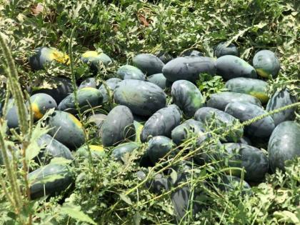 Left Bombay and took up agriculture; Akhil Patel became a millionaire from watermelon cultivation | मुंबई सोडून आला अन् शेतीत रमला; टरबूज लागवडीतून अखिल पटेल झाला लखपती