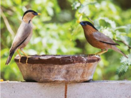 The opportunity to get closer to nature in lockdown | लॉकडाऊनमध्ये निसर्गाच्या जवळ जाण्याची संधी; कधी न बघितलेले पक्षी फिरत आहेत अवतीभोवती