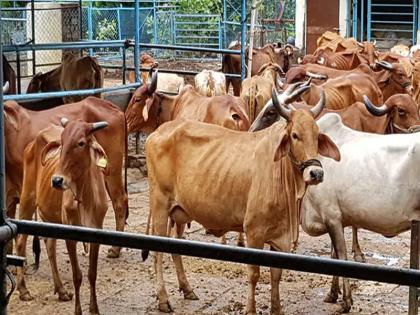 Midnight tremors at Bodwad; Two youths were injured in a fight with a gang of cow thieves | बोदवडला मध्यरात्रीचा थरार; गायी चोरणाऱ्या टोळीशी झटापट, दोन तरुण जखमी