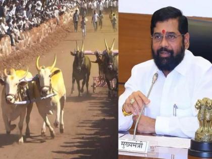 CM Eknath Shinde has reacted after the Supreme Court's decision on bullock cart races | सर्जा राजाची जोडी पुन्हा एकदा जोमाने उधळणार; सर्वोच्च न्यायालयाच्या निर्णयानंतर एकनाथ शिंदेंची प्रतिक्रिया