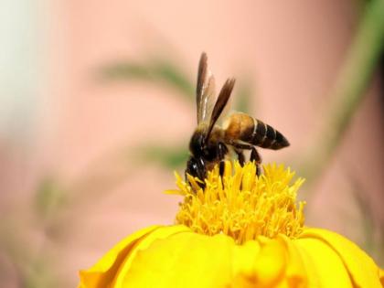 Bees increase crop yields; Need to create public awareness - Dr. C. S. Patil | मधमाशांमुळे वाढतेय पिकांचे उत्पादन; जनजागृती निर्माण करण्याची गरज- डॉ. सी. एस. पाटील