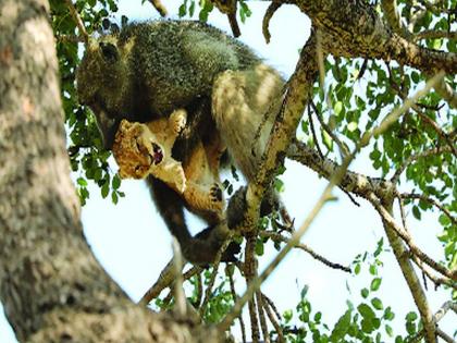 The monkey stole the lion's prey, taking care of itself like a puppy | वानराने चोरला सिंहाचा छावा, स्वत:च्या पिलासारखी घेतेय काळजी