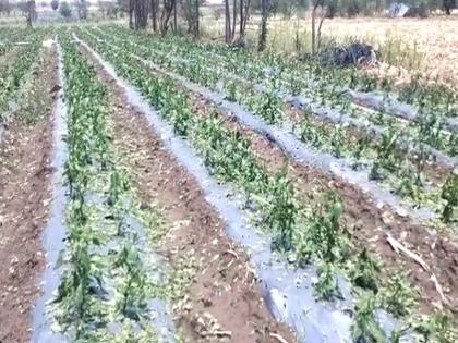 Hail storm wreaks havoc on agriculture, 18 hours later hail remains the same; Farmers demand help in dharashiv | तुफान गारपीठीने शेती उद्धवस्त, १८ तासानंतरही गारा तशाच; शेतकरी मदतीची मागणी 