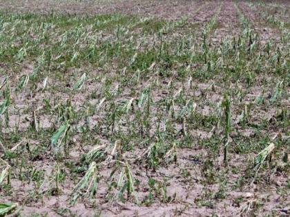 4000 hectares of crops were damaged due to rain in Nandurbar district | नंदुरबार जिल्ह्यात पावसाने चार हजार हेक्टरवरील पिकांचे नुकसान